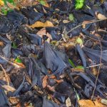 Extreme Heat Wiped out One Third of Australia’s Spectacled Flying Fox Species