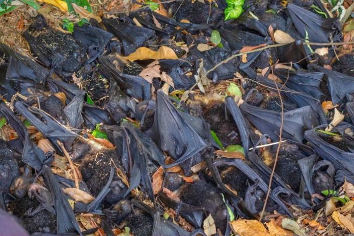 Extreme Heat Wiped out One Third of Australia’s Spectacled Flying Fox Species