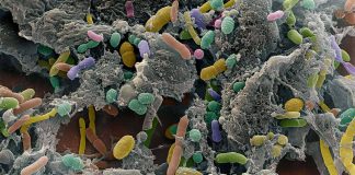 How Our Microbiome Dictates Our Health