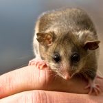 Bramble Cay Melomys Is The First Climate Change Mammal Extinction