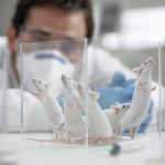 Study suggests that some plant based compounds reduce Alzheimer symptoms in mice